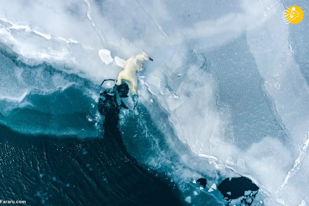 یک خارس قطبی جوان، یک صالح، در آب در شرق ساحل سوالبارد بازی مکند/ فلوریان لدوک