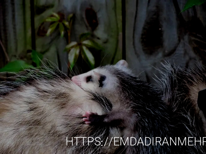 What do animals eat